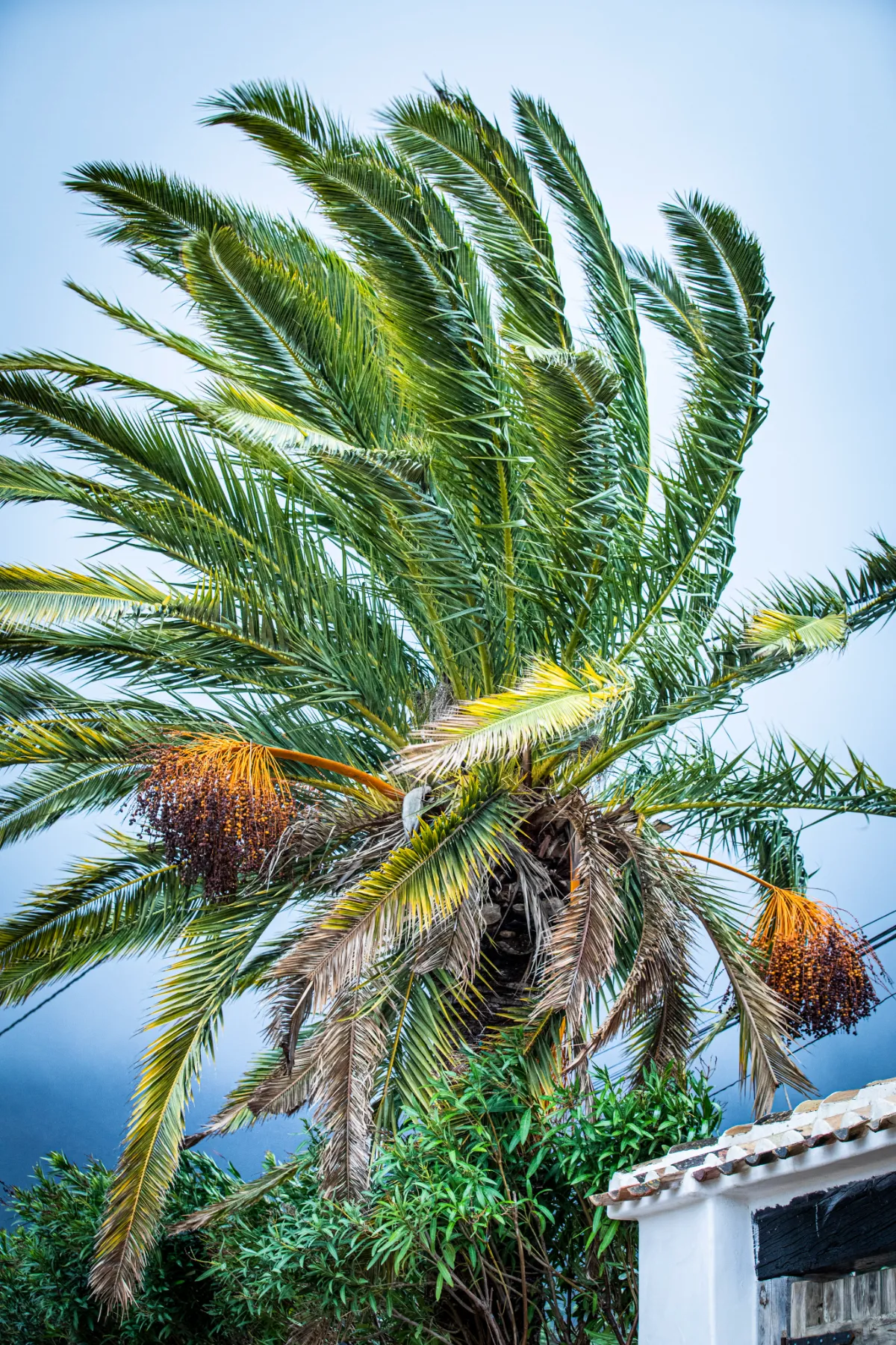 CasaColine-Spanje-laMejorMesa_palm tree